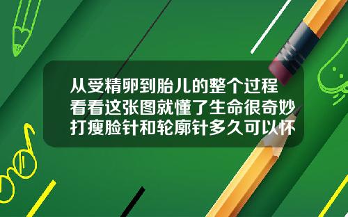 从受精卵到胎儿的整个过程看看这张图就懂了生命很奇妙打瘦脸针和轮廓针多久可以怀孕