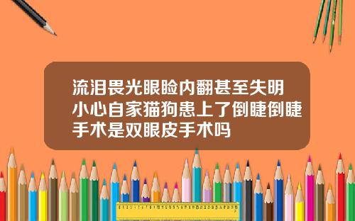 流泪畏光眼睑内翻甚至失明小心自家猫狗患上了倒睫倒睫手术是双眼皮手术吗